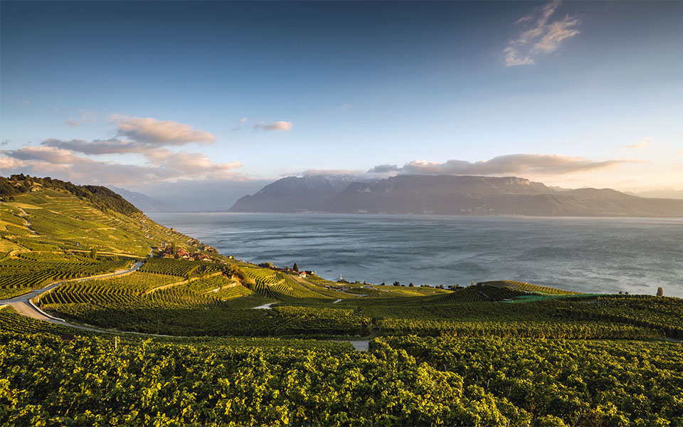 LAVAUX vineyards