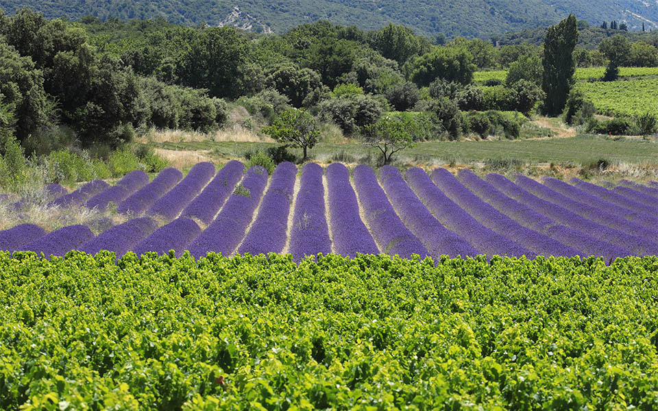 Lavender and vineyards