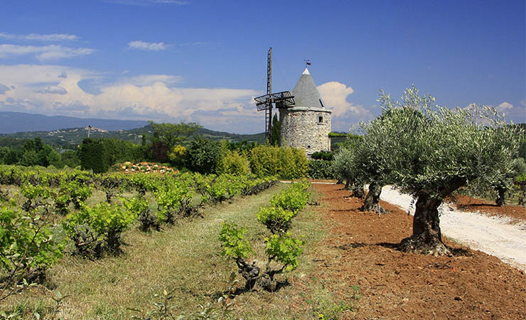 Mill, vines and olive trees near Gordes