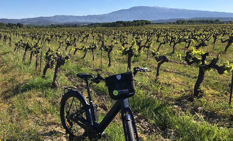 vineyards and the Mont Ventoux